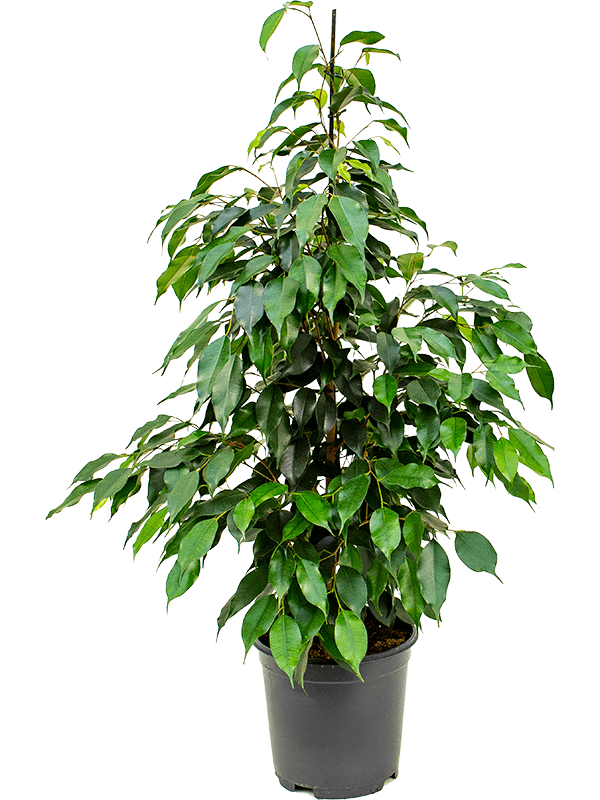 Фикус Бенжамина 'Danielle'  H100×W45 D21×19 см 