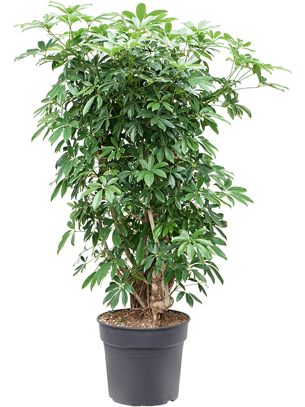 Шеффлера Arboricola 'Compacta'  H130×W90 D34×30 см 