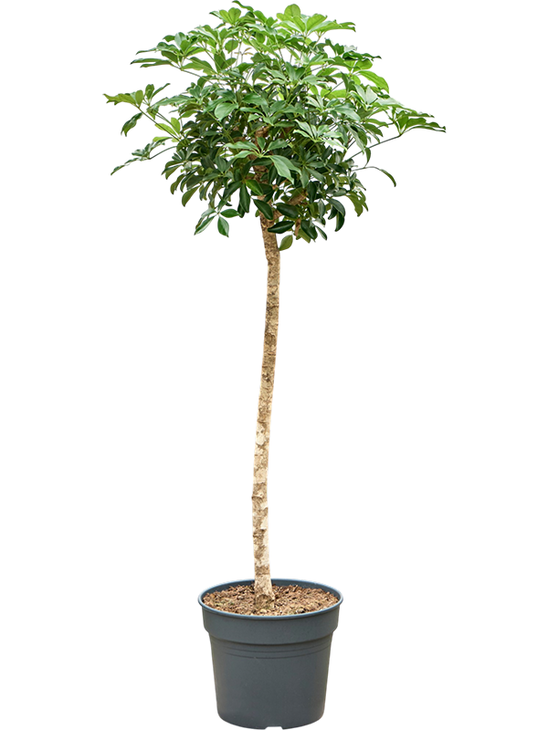 Шеффлера Arboricola 'Compacta'  H180×W60 D38×32 см 