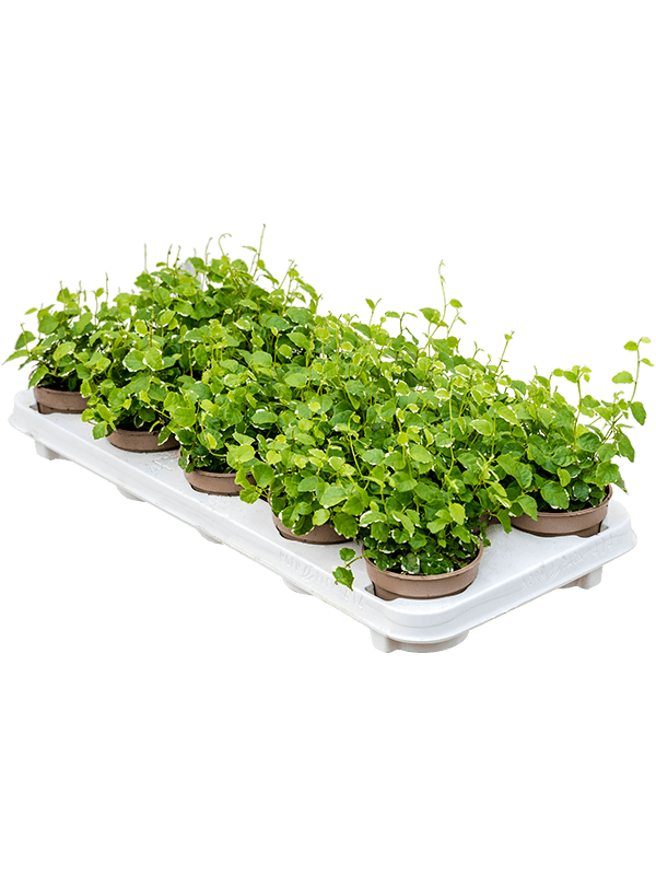 Фикус Pumila repens 'White Sunny' 12/tray  H15×W15 D9×7 см 