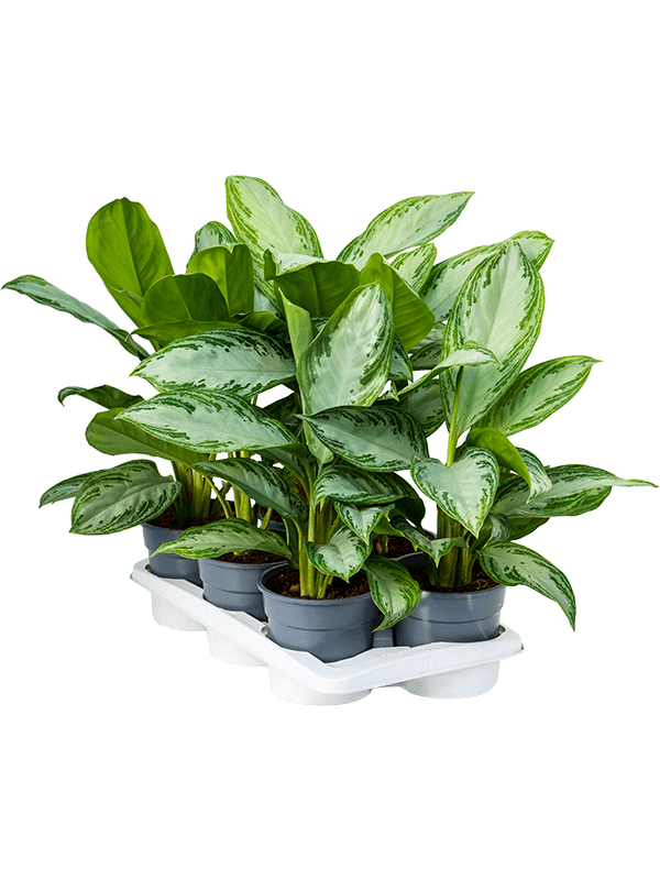 Аглаонема 'Silver Bay' 6/tray  H55×W40 D17×16 см 