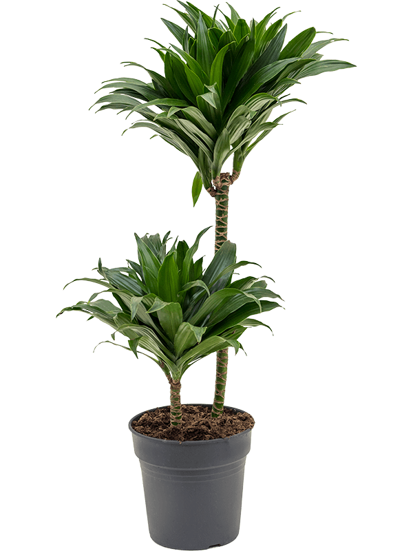 Драцена Fragrans 'Compacta'  H80×W30 D19×18 см 