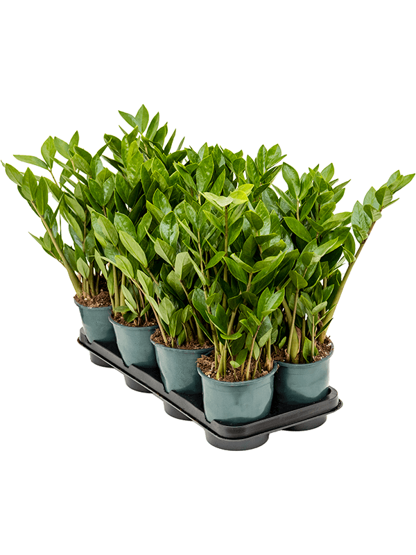 Замиокулькас Замиевиднолистный 8/tray  H40×W20 D14×13 см 