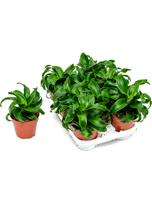 Драцена Fragrans 'Twist' 6/tray  H25×W20 D12×10 см 