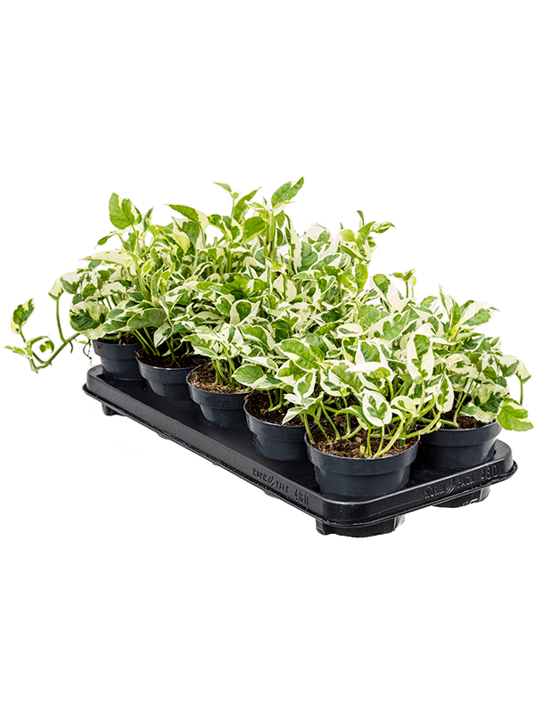 Сциндапсус Эпипремнум 'N'joy' 10/tray  H20×W20 D12×10 см 