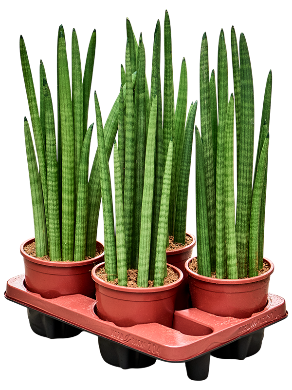 Сансевиерия Cylindrica 'Tower' 4/tray  H50×W20 D14×12 см 