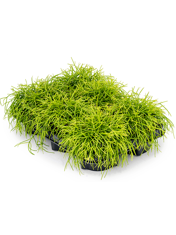 Рипсалис Baccifera 'Oasis' 6/tray  H15×W15 D11×9 см 