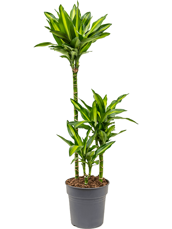 Драцена Fragrans 'Cintho'  H110×W35 D21×20 см 