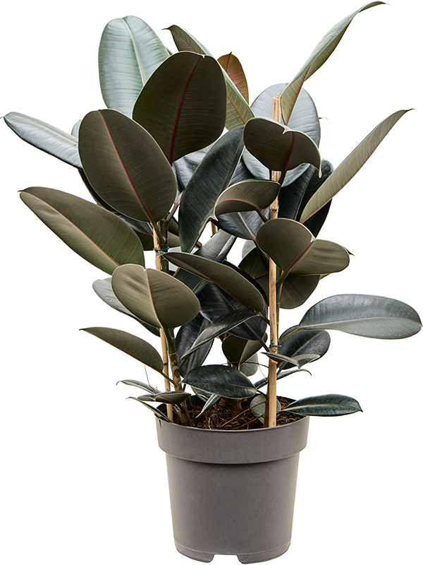 Фикус Elastica 'Abidjan'  H85×W50 D27×24 см 
