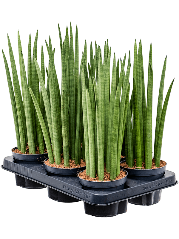 Сансевиерия Cylindrica 'Spikes' 6/tray  H40×W15 D12×11 см 