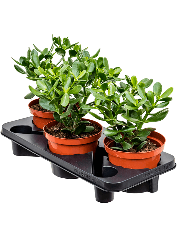 Крассула Яйцевидный 3/tray  H35×W20 D17×15 см 