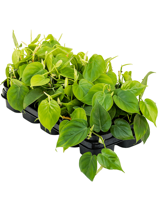 Филодендрон Scandens 10/tray  H20×W20 D12×10 см 