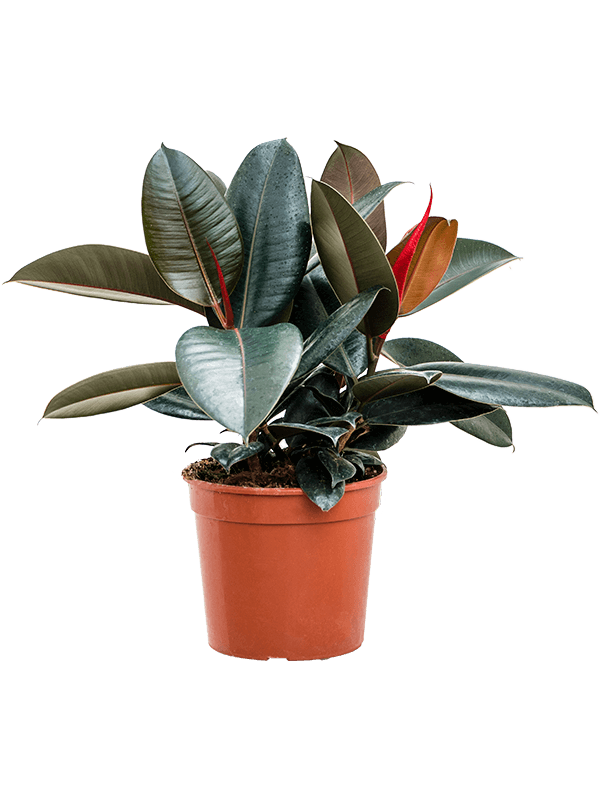 Фикус Elastica 'Abidjan'  H60×W40 D21×20 см 