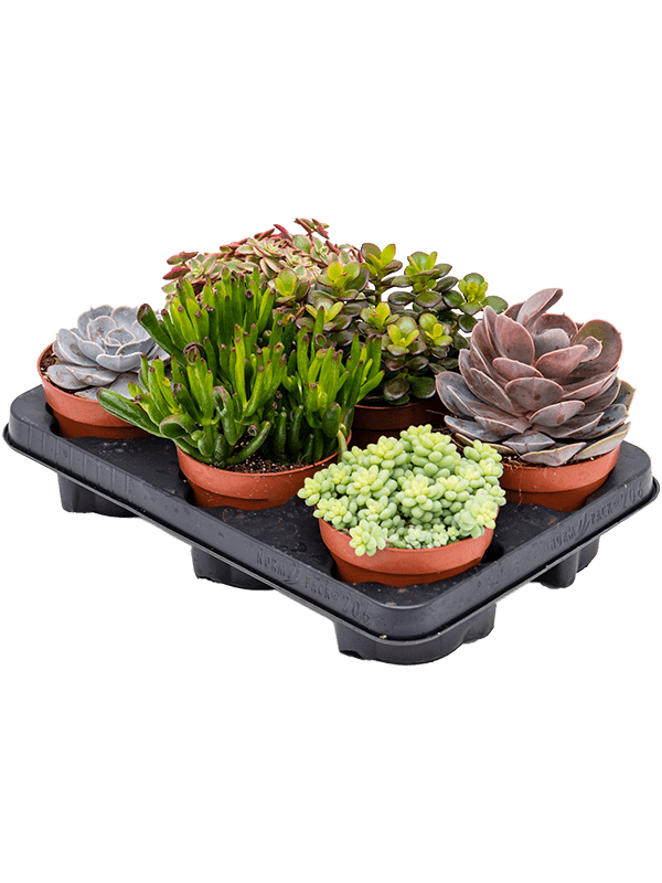 Суккулентен Mix 6/tray  H20×W15 D12×11 см 