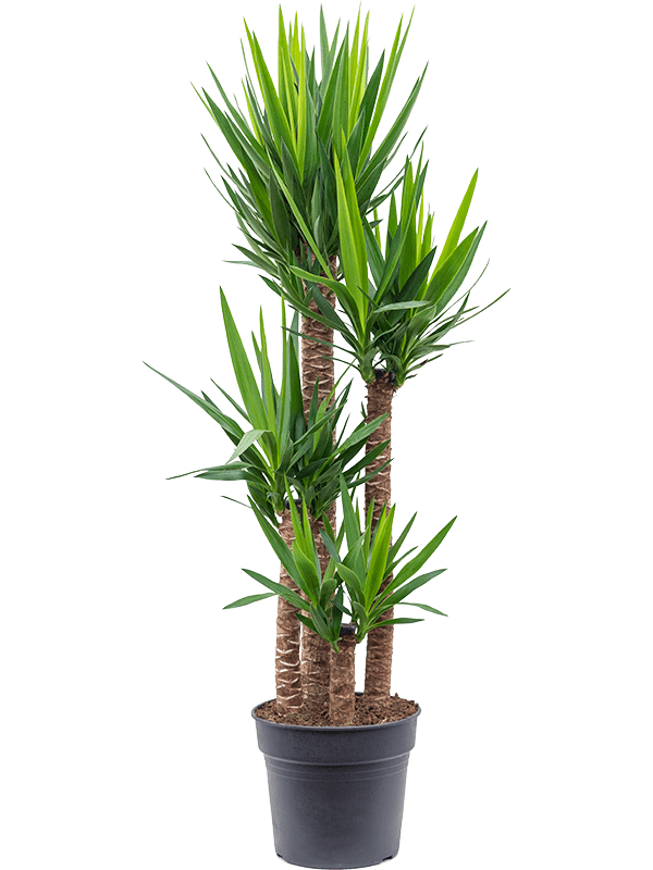 Юкка Elephantipes  H155×W40 D34×30 см 