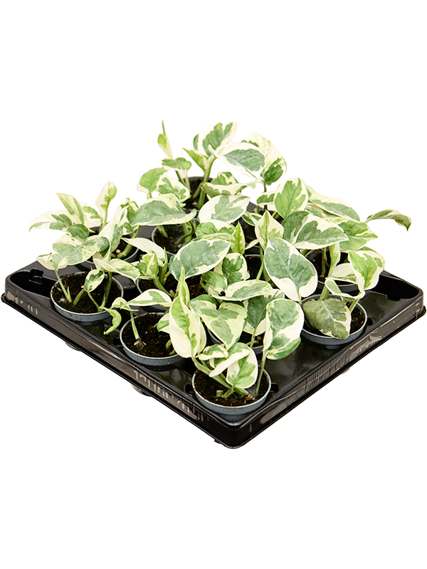 Сциндапсус Эпипремнум 'N'joy' 12/tray  H12×W12 D6×5 см 