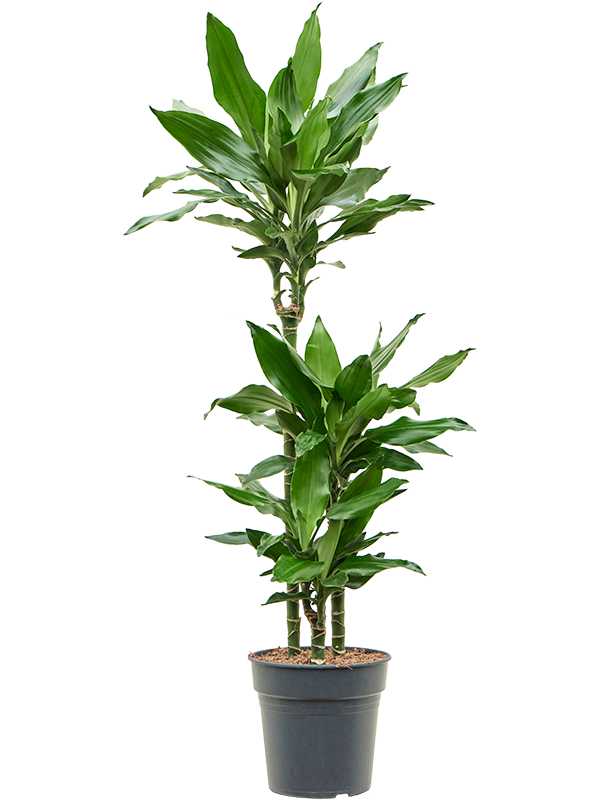 Драцена Fragrans 'Burundii'  H120×W45 D21×20 см 
