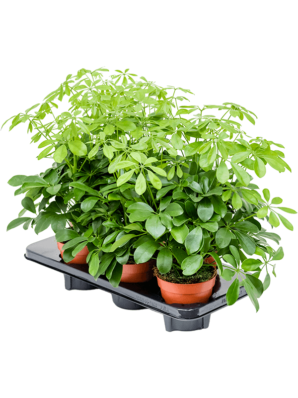 Шеффлера Arboricola 'Nora' 6/tray  H45×W30 D13×12 см 