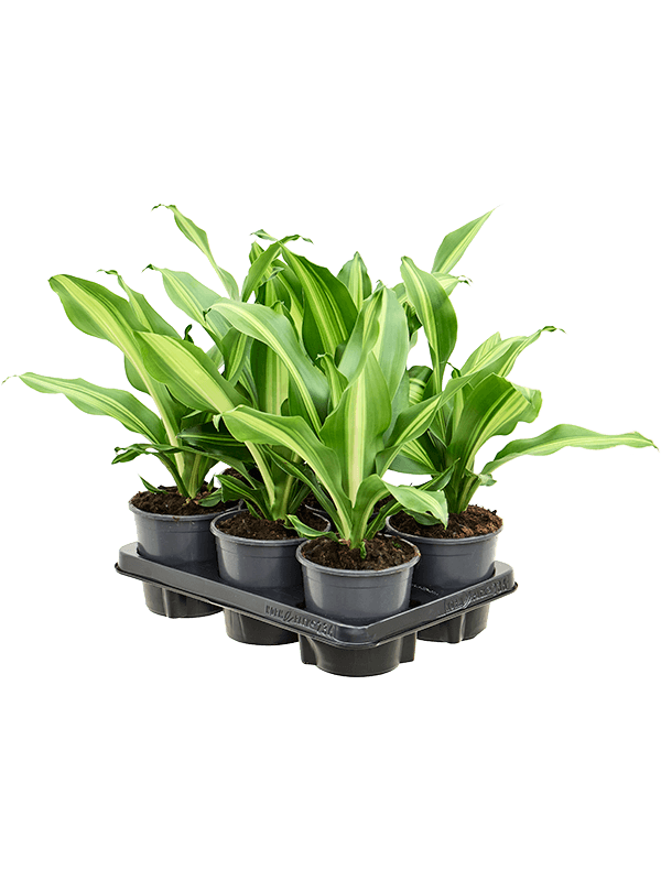Драцена Fragrans 'Burley' 6/tray  H40×W25 D13×12 см 