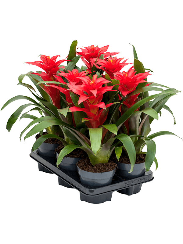 Гузмания 'Optima' 6/tray  H45×W25 D13×12 см 