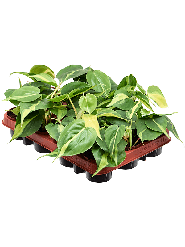 Филодендрон Scandens 'Brasil' 12/tray  H20×W15 D9×7 см 