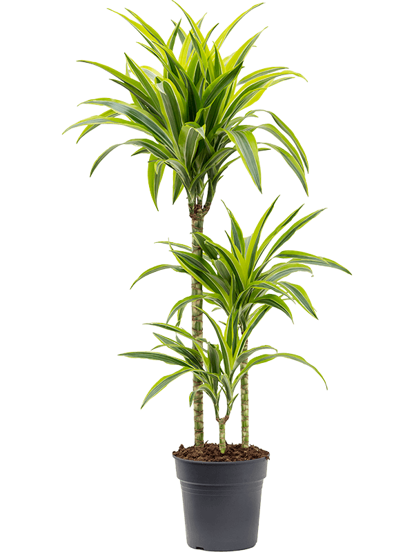 Драцена Fragrans 'Lemon Lime'  H100×W35 D21×20 см 