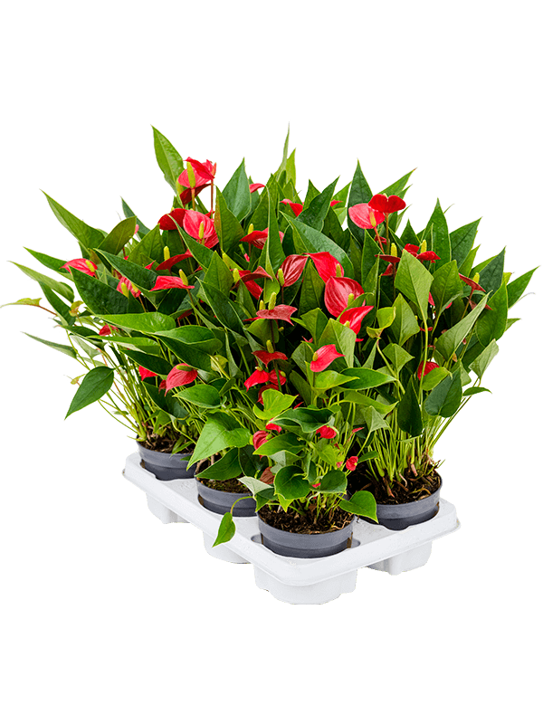 Антуриум Андрея 'Million Flower' 6/tray  H35×W30 D12×10 см 