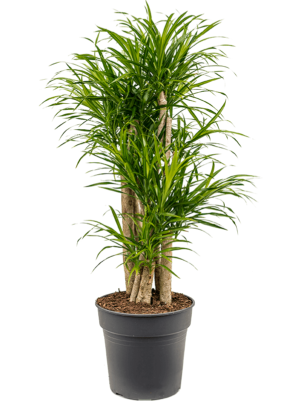 Плеомеле Драцена Пёстрая 'Anita '  H110×W40 D27×25 см 