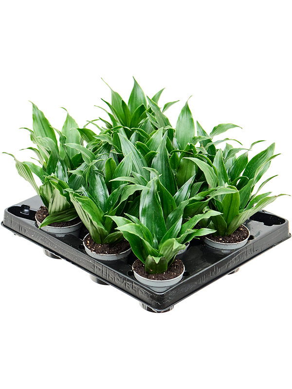 Драцена Fragrans 'Janet Craig' 12/tray  H12×W12 D6×5 см 