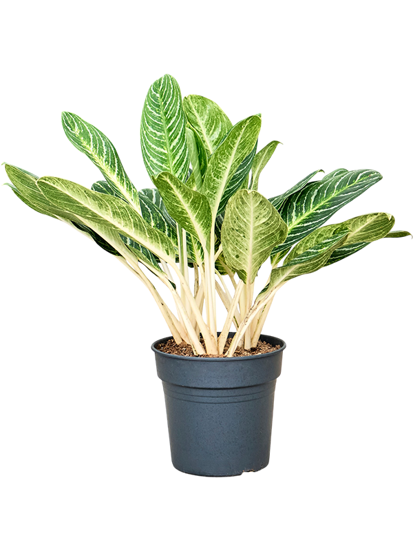 Аглаонема 'Key Lime'  H85×W65 D27×25 см 