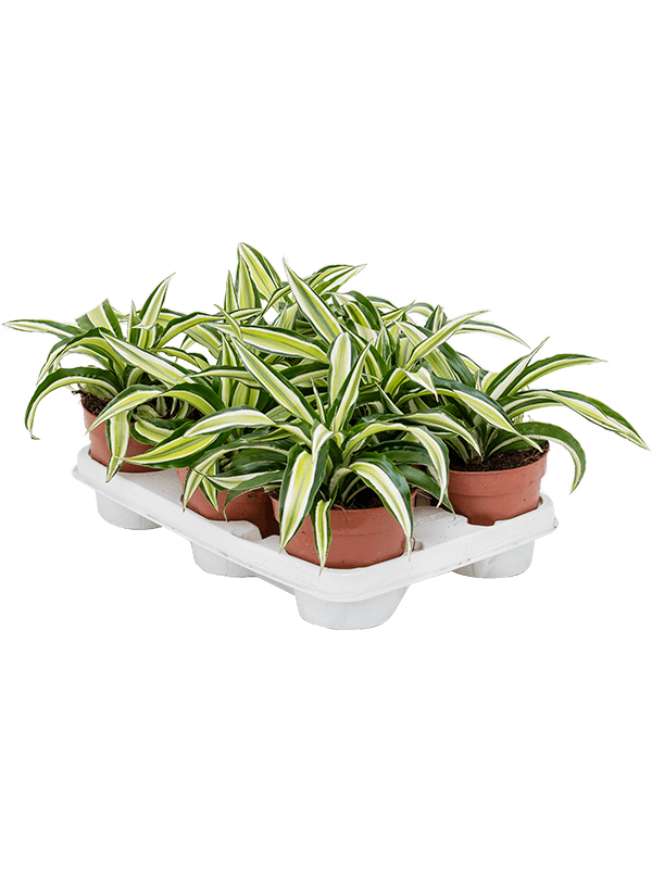 Драцена Fragrans 'Malaika' 6/tray  H20×W20 D12×10 см 