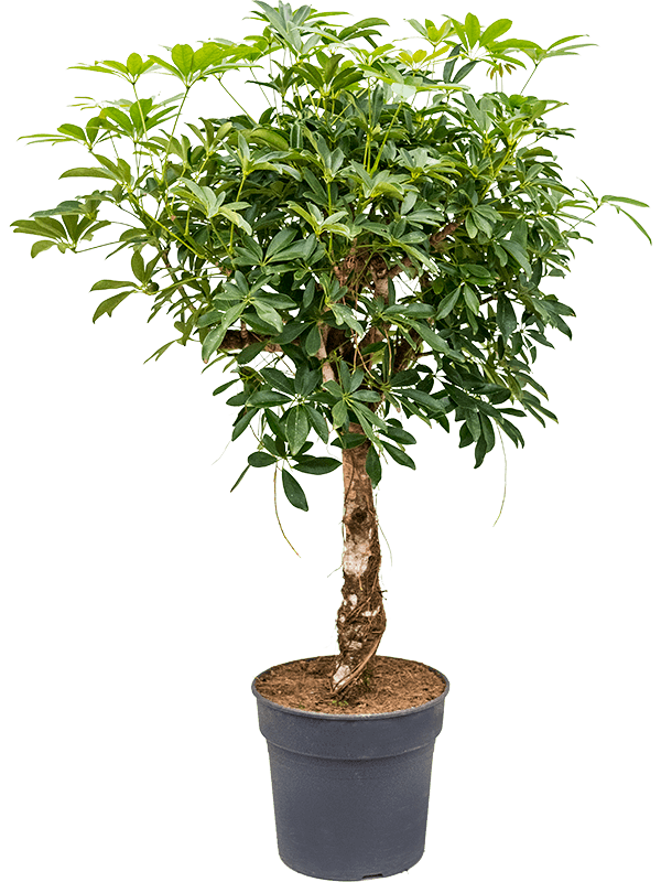Шеффлера Arboricola 'Compacta'  H125×W60 D30×27 см 