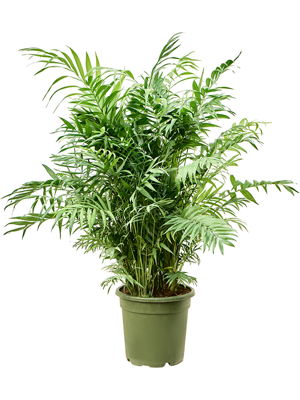 Хамедорея Elegans  H115×W50 D30×25 см 