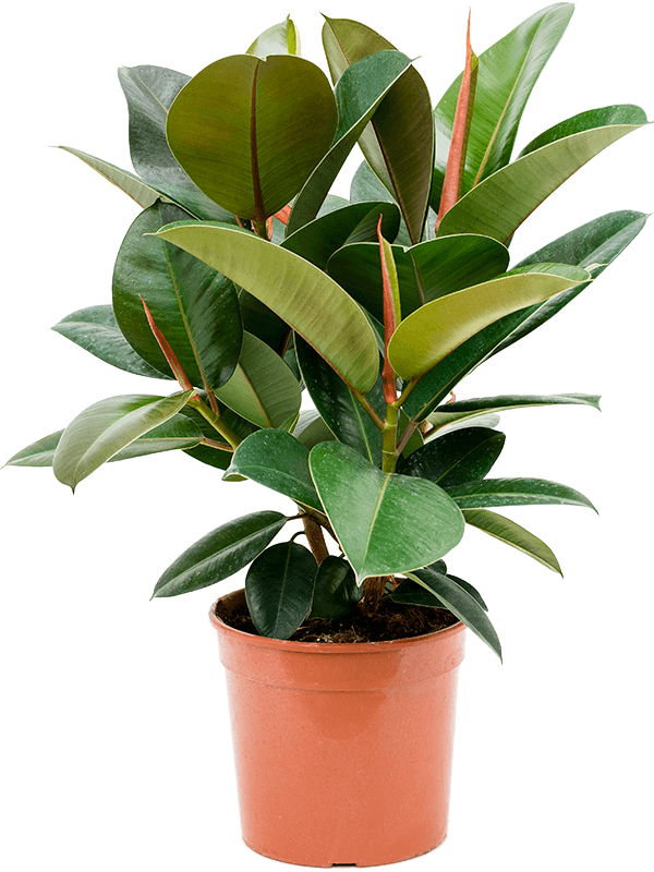Фикус Elastica 'Robusta'  H60×W50 D21×20 см 