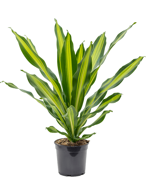 Драцена Fragrans 'Burley'  H80×W60 D21×19 см 