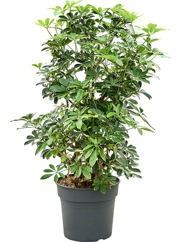 Шеффлера Arboricola 'Gold Capella'  H110×W70 D34×30 см 