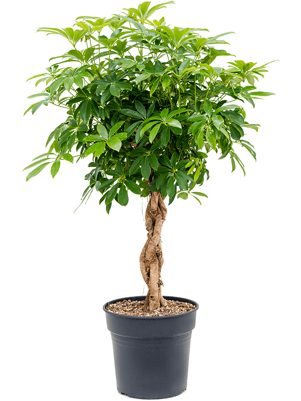 Шеффлера Arboricola 'Compacta'  H125×W60 D30×27 см 