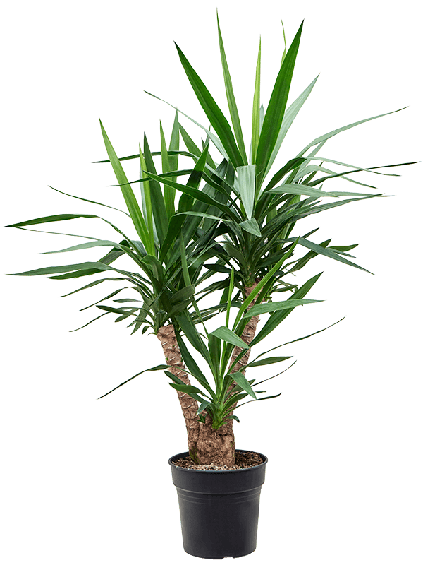 Юкка Elephantipes  H110×W60 D27×23 см 
