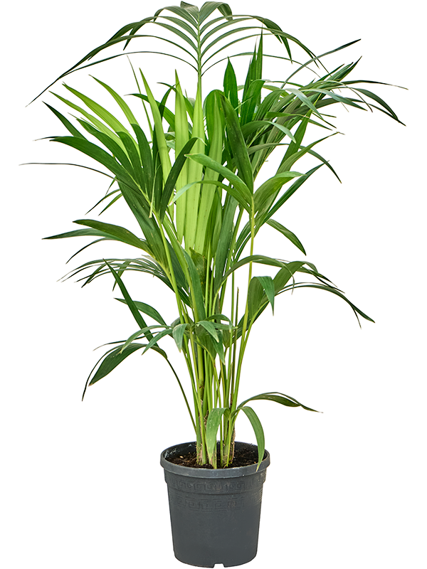 Кентия Howea Форстериана  H105×W50 D19×18 см 