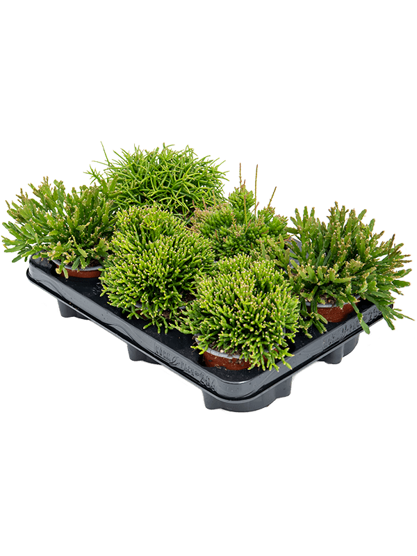 Рипсалис Mix 6/tray  H20×W15 D11×9 см 