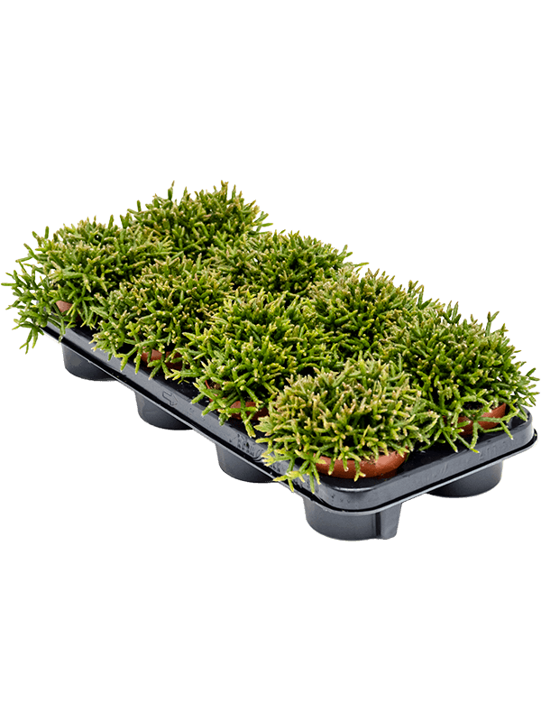 Рипсалис Бурчеллии 6/tray  H15×W15 D11×11 см 