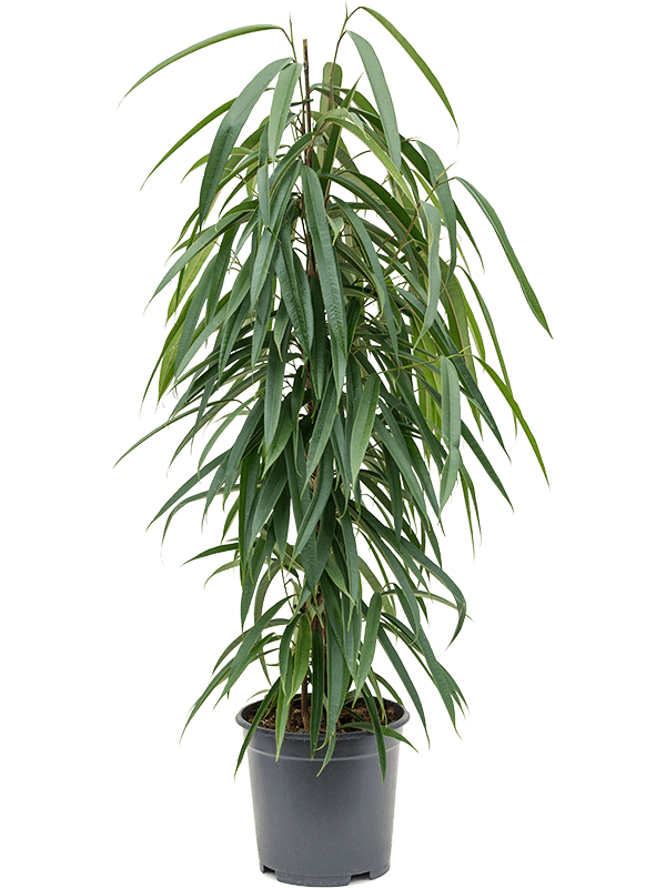 Фикус Биннендейка 'Alii'  H100×W40 D21×19 см 