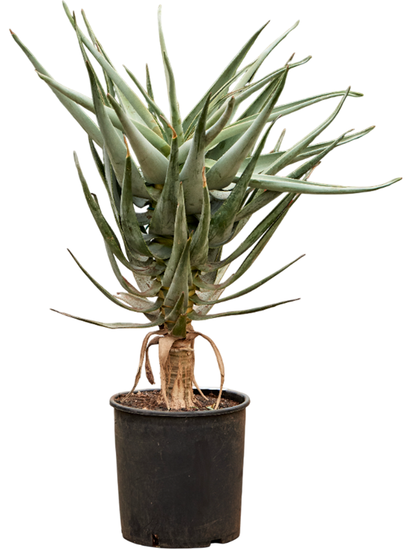 Алоэ Dichotoma 100-120  H110×W70 D30×28 см 