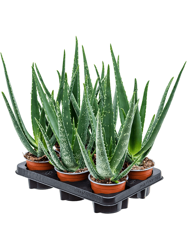 Алоэ Барбаденсис Vera 6/tray  H35×W20 D12×9 см 
