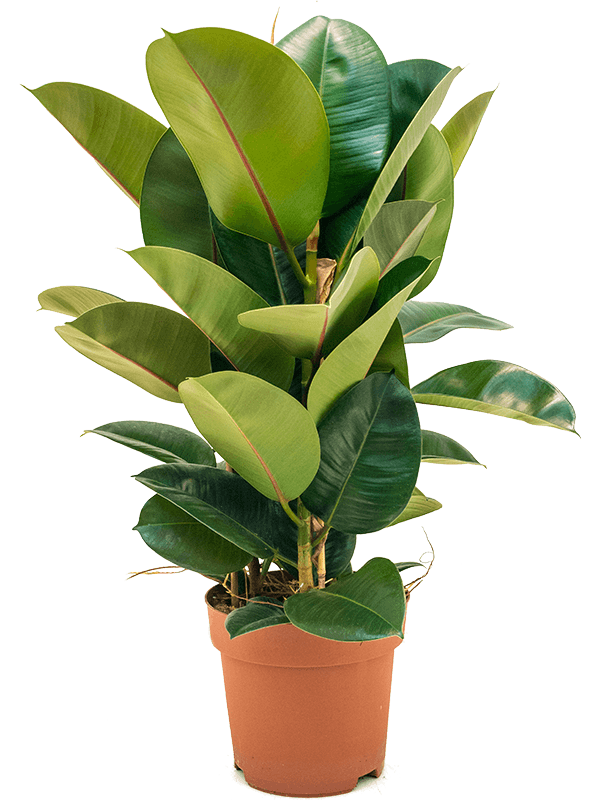 Фикус Elastica 'Robusta'  H80×W45 D24×21 см 