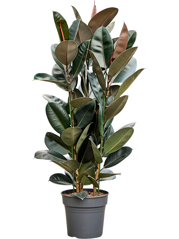 Фикус Elastica 'Abidjan'  H130×W70 D30×27 см 