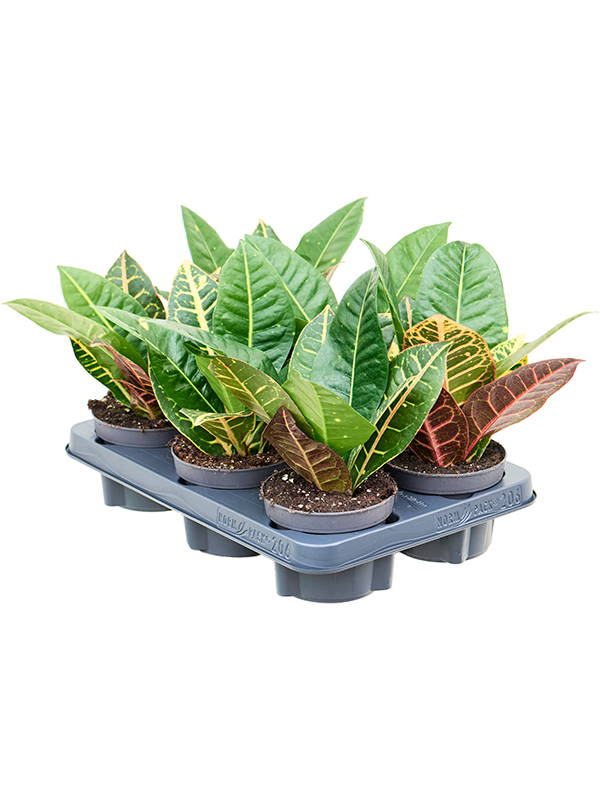 Кротон Пёстролистный Кодиеум 'Petra' 6/tray  H25×W25 D12×11 см 