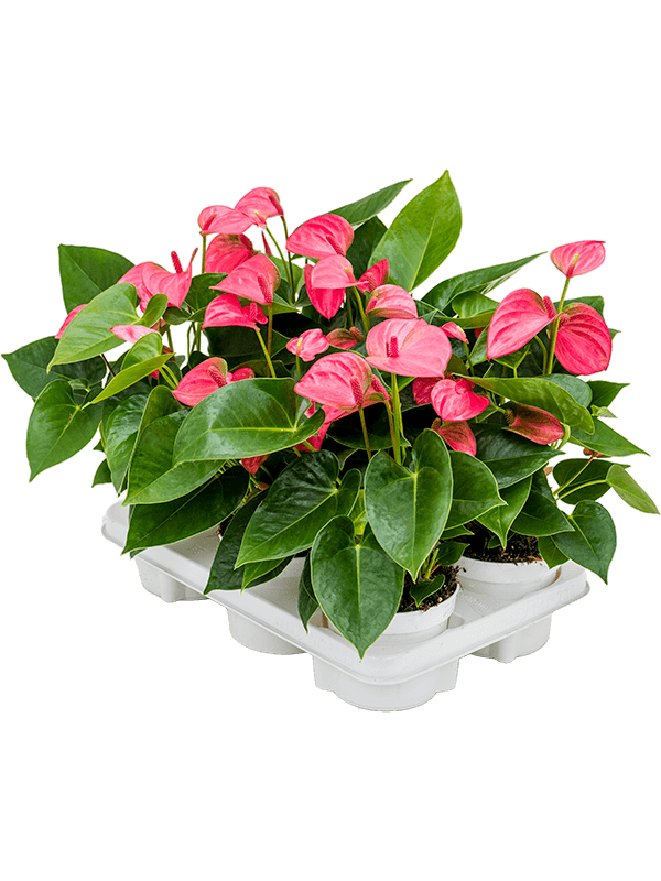 Антуриум Андрея 'Pink Champion' 6/tray  H40×W30 D12×10 см 