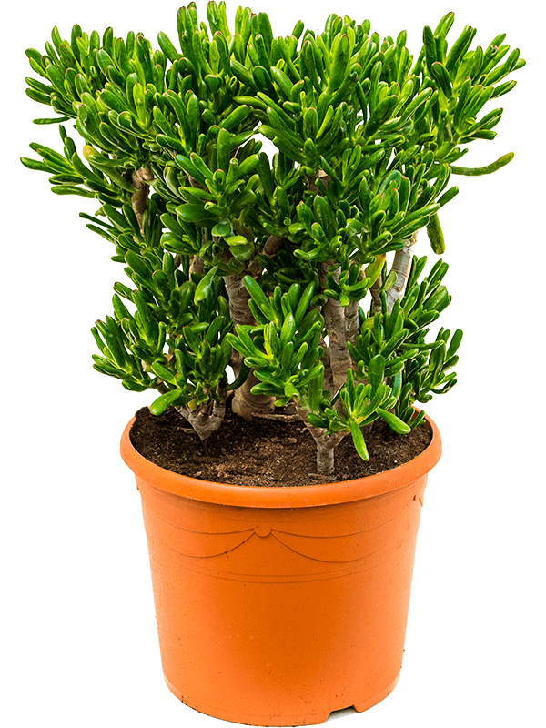 Крассула Яйцевидный 'Horntree'  H80×W45 D35×29 см 