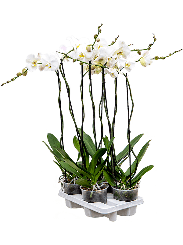 Фаленопсис 'Tsarine' 4/tray  H100×W25 D15×13 см 